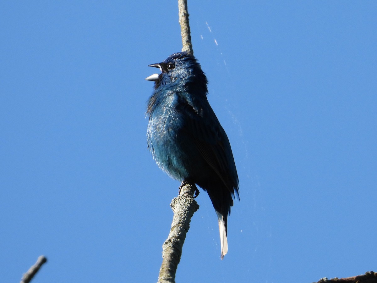 Indigo Bunting - ML620355404