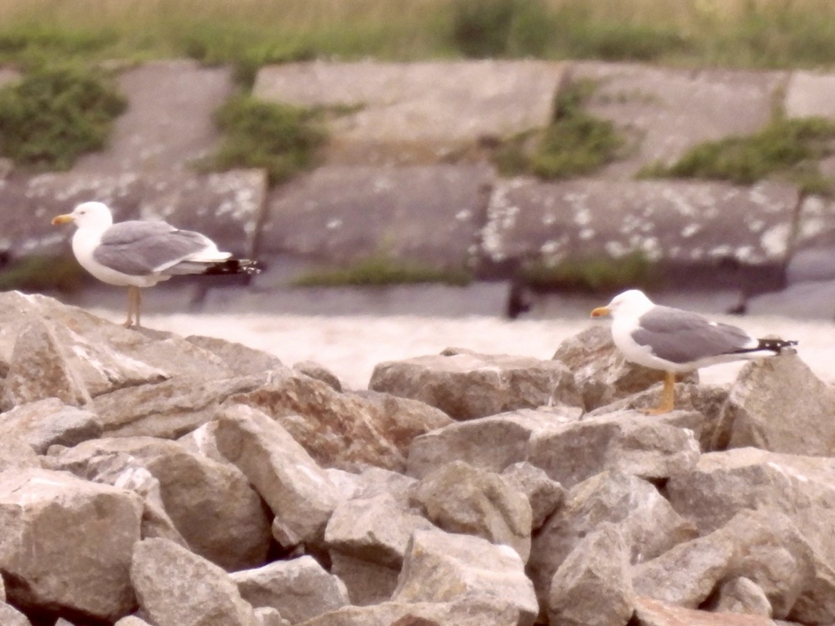 Yellow-legged Gull - ML620355405