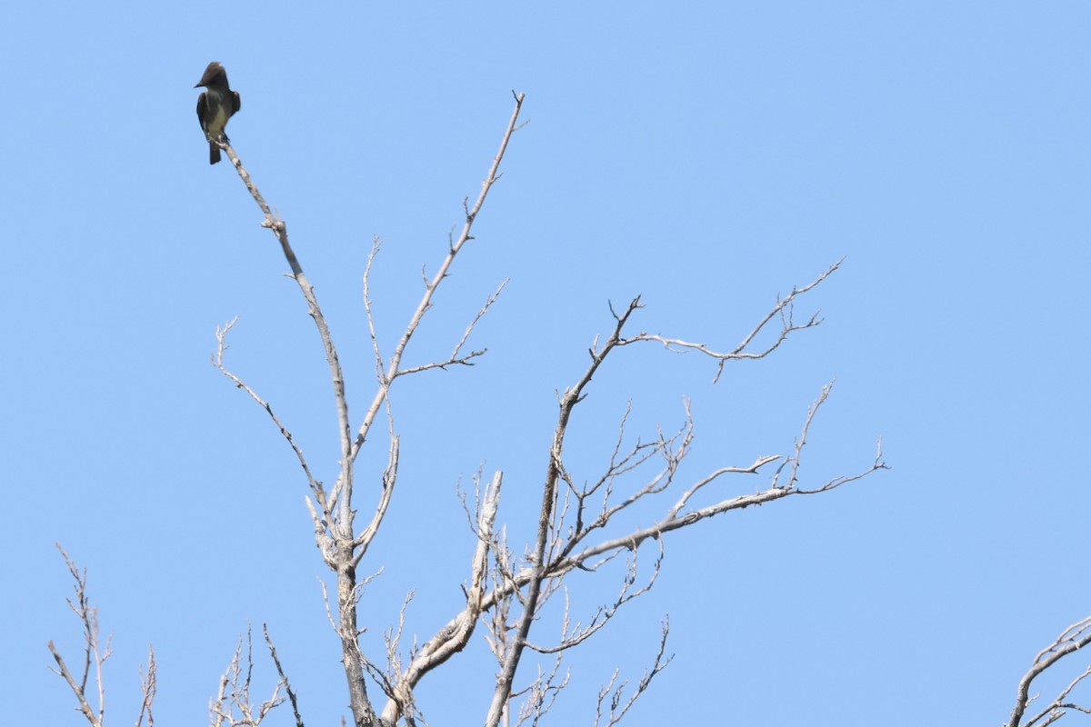 Olive-sided Flycatcher - ML620355421