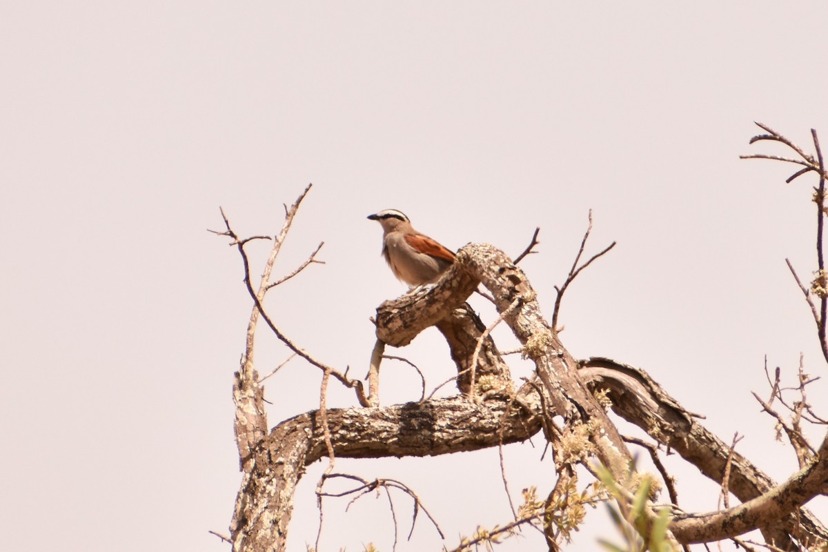 Black-crowned Tchagra - ML620355431