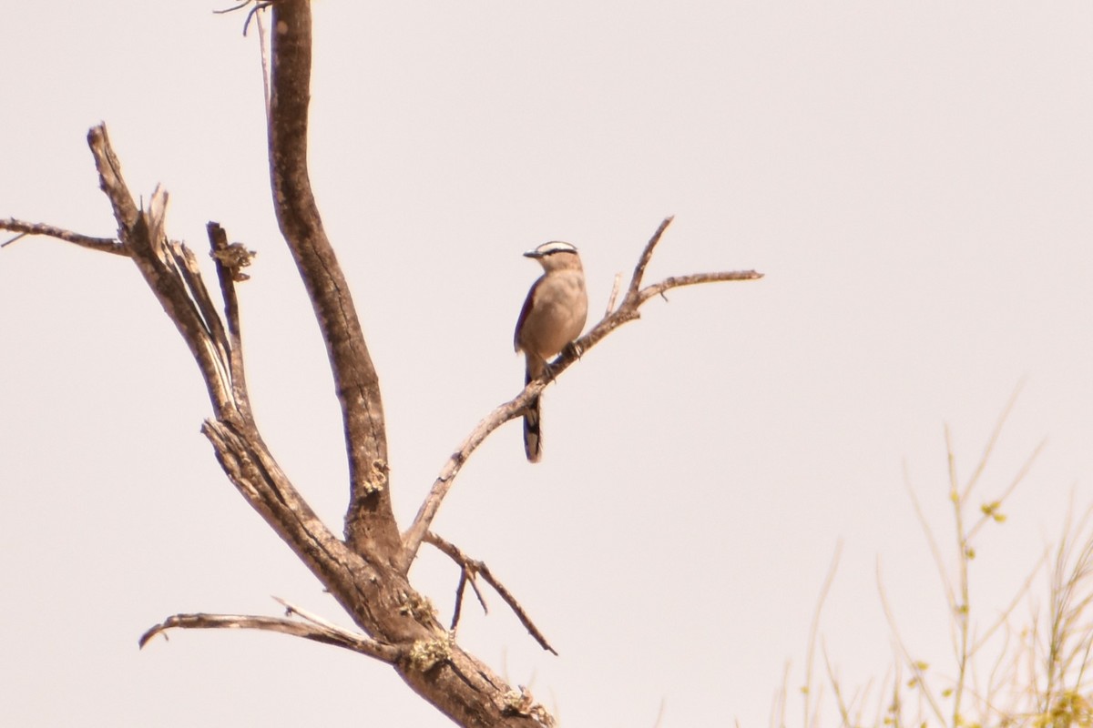 Black-crowned Tchagra - ML620355432