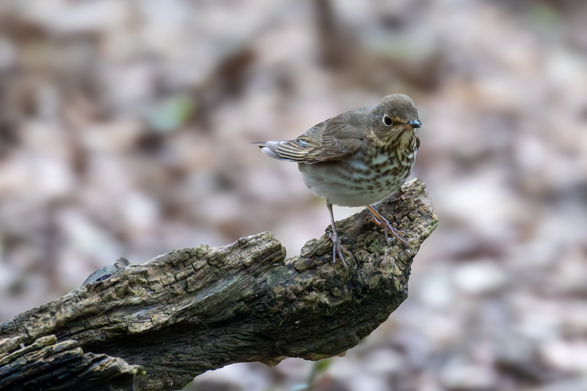 Gray-cheeked Thrush - ML620355461