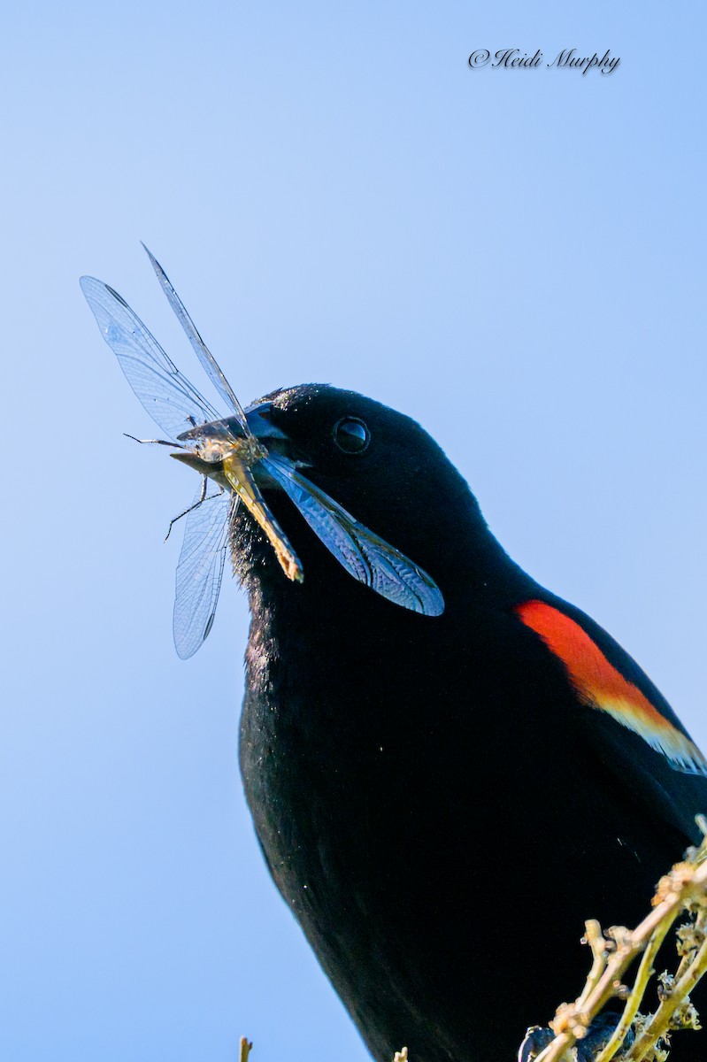 Red-winged Blackbird - ML620355465
