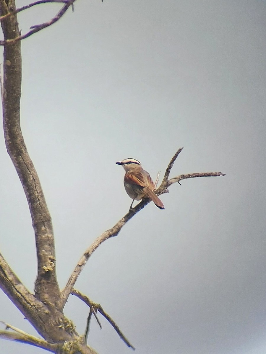 Black-crowned Tchagra - ML620355468