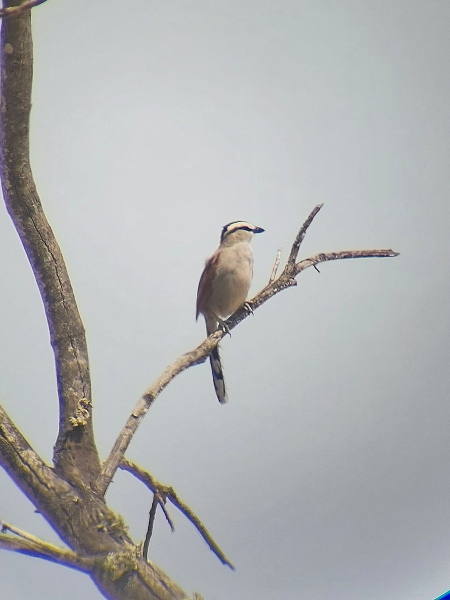 Black-crowned Tchagra - ML620355469