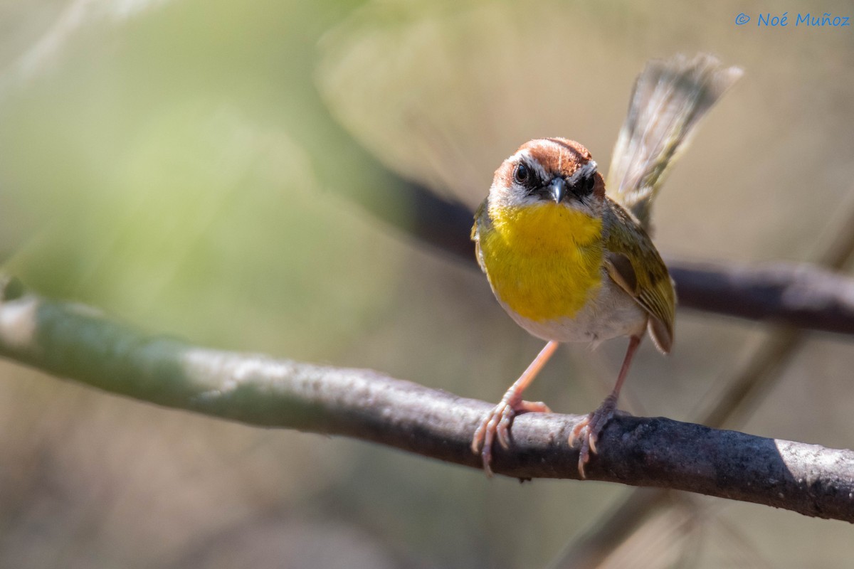 Rufous-capped Warbler - ML620355477
