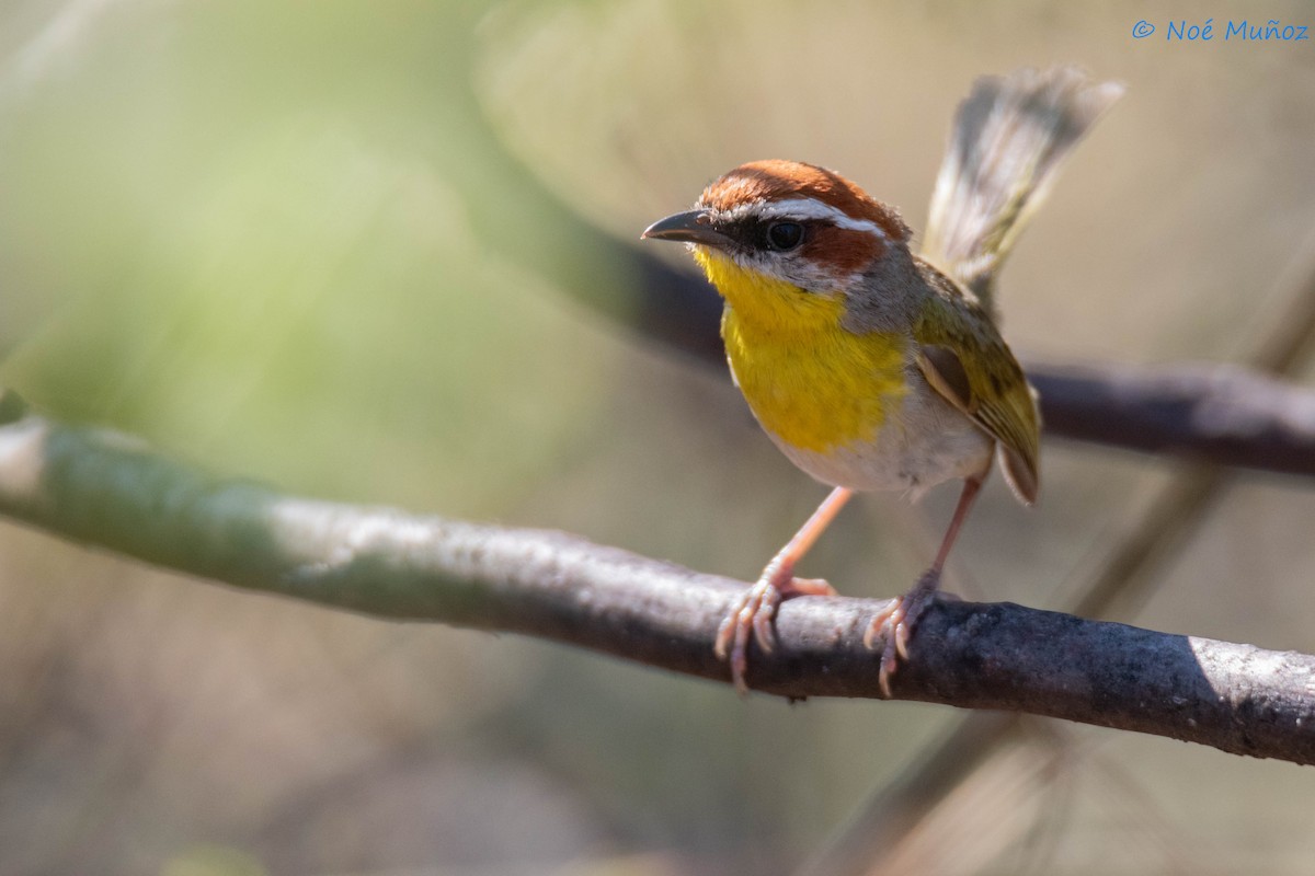 Rufous-capped Warbler - ML620355478