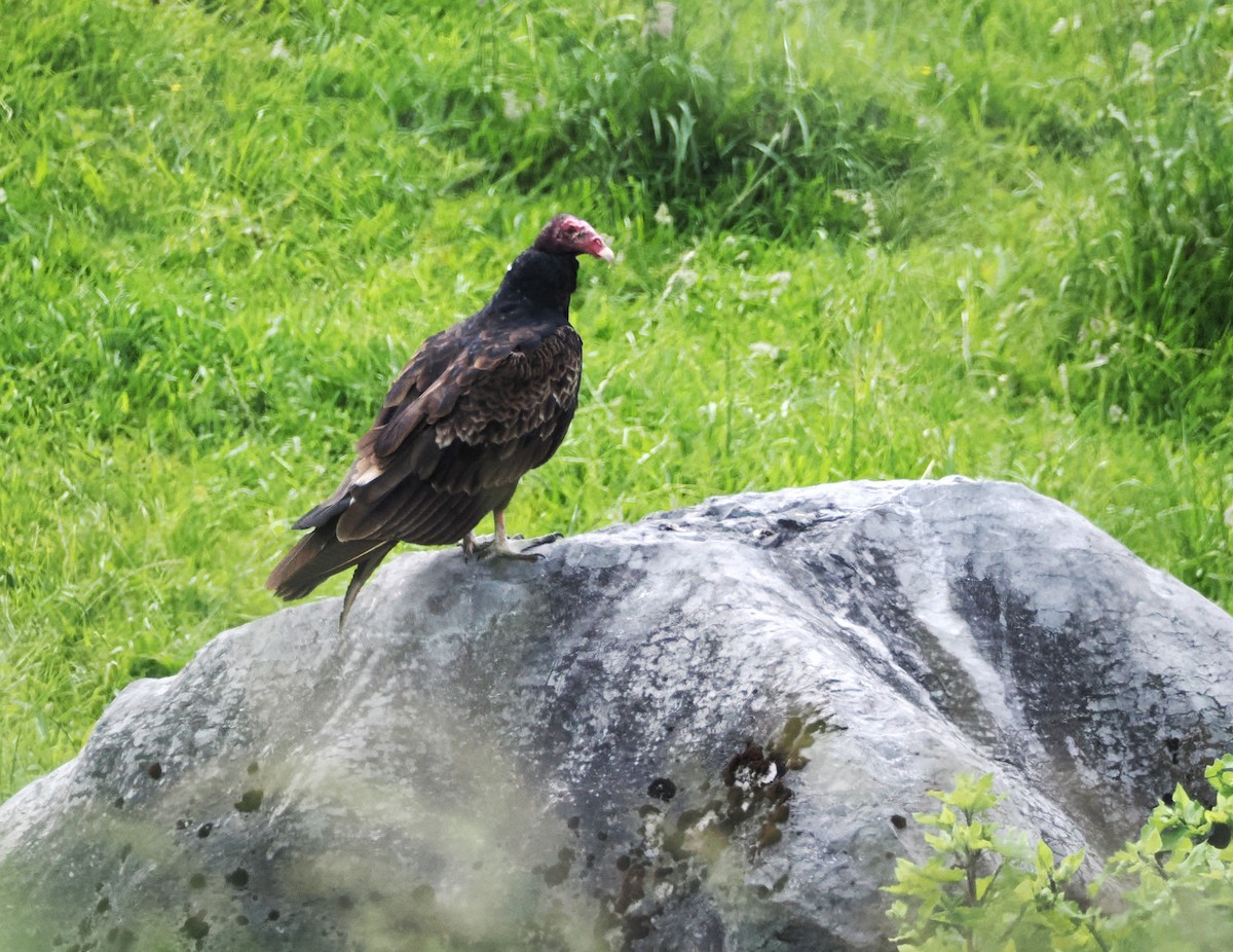 Turkey Vulture - ML620355482