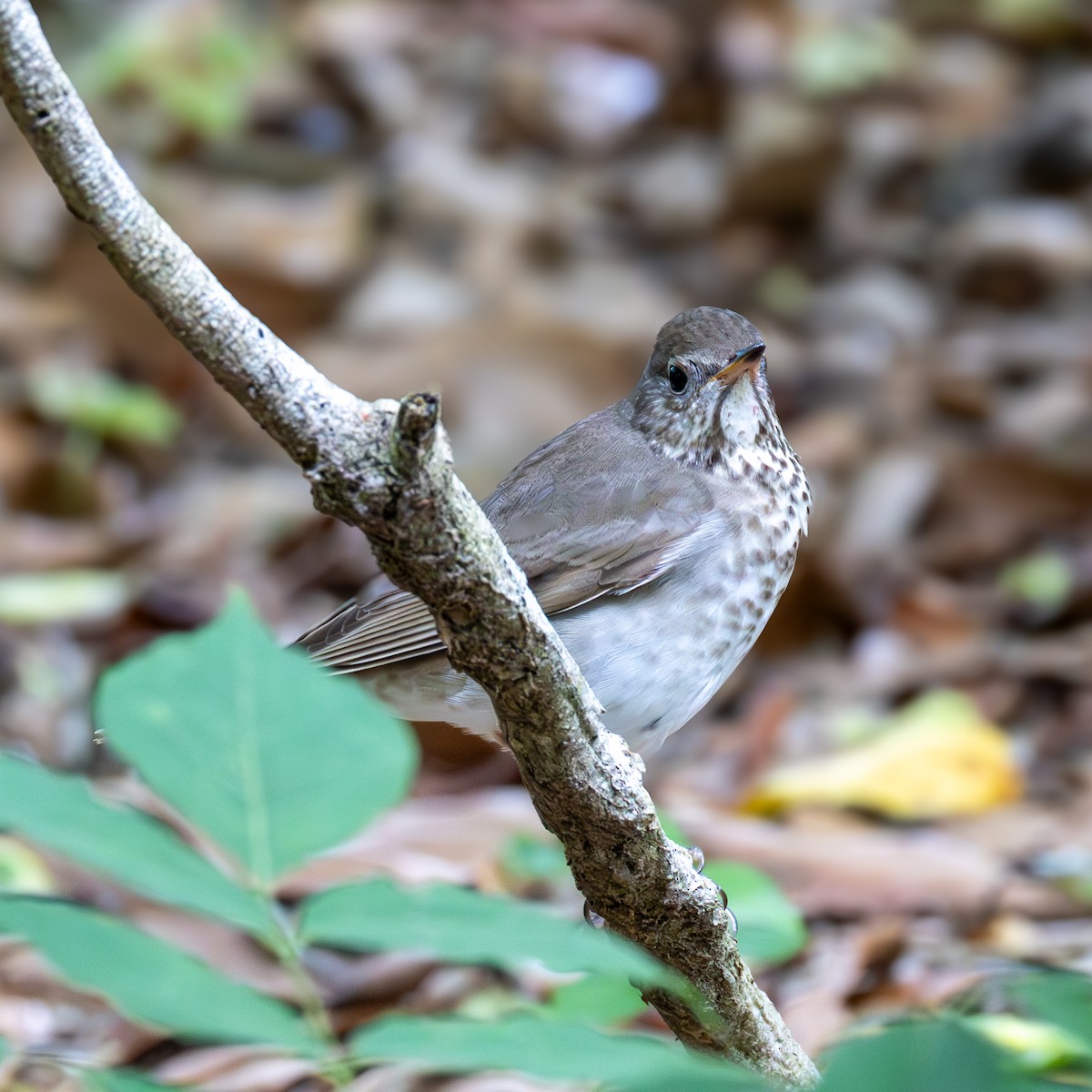 Gray-cheeked Thrush - ML620355494