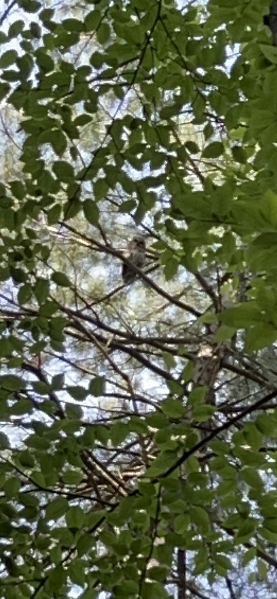 Barred Owl - ML620355503