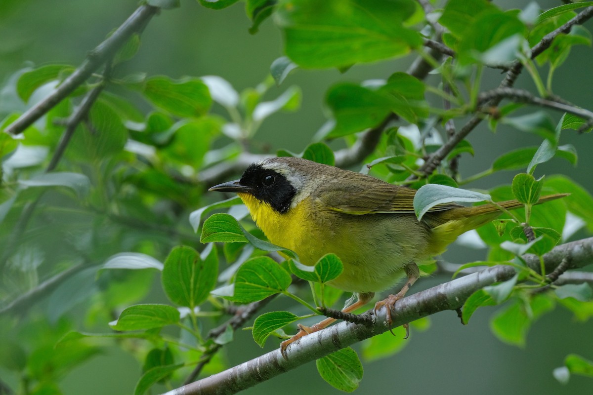 Common Yellowthroat - ML620355506