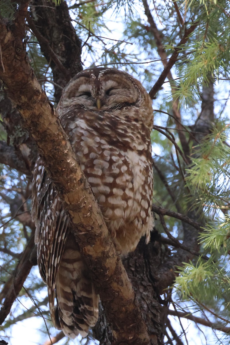 Spotted Owl (Mexican) - ML620355514