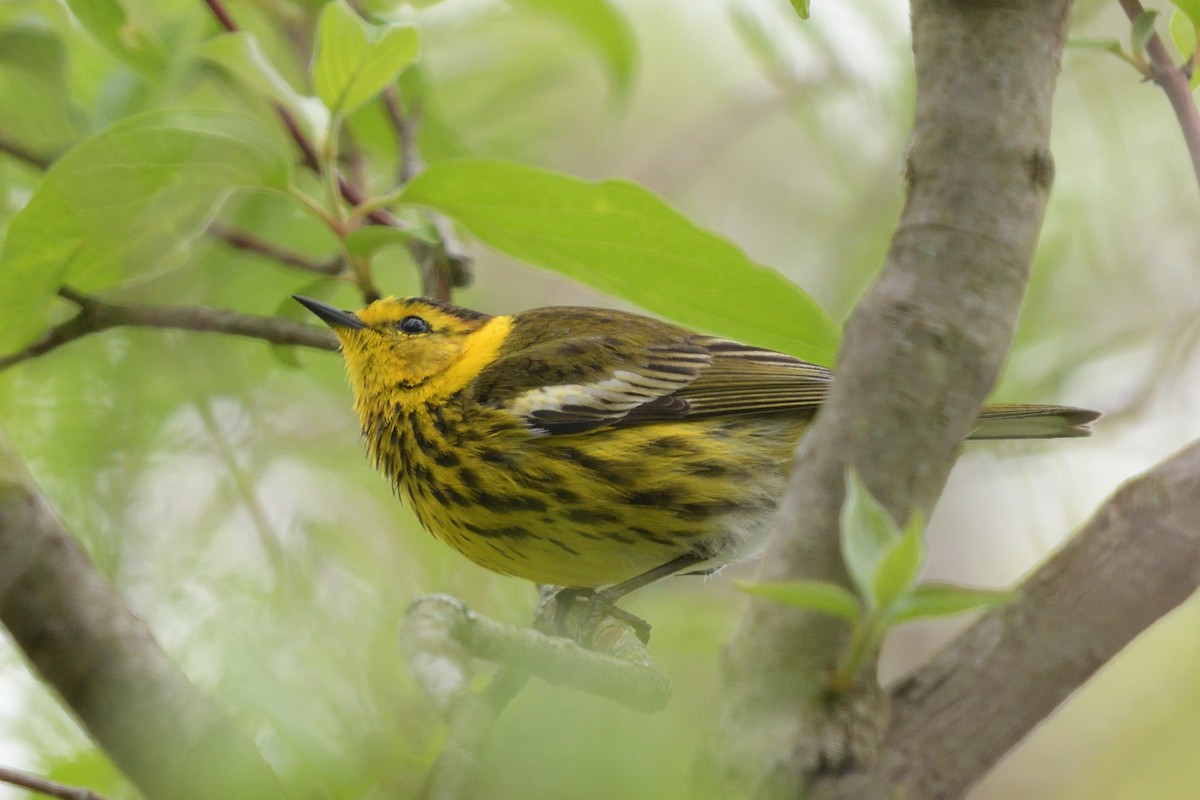 Cape May Warbler - ML620355515