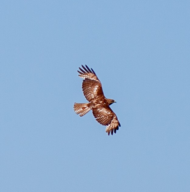 Red-tailed Hawk - ML620355522