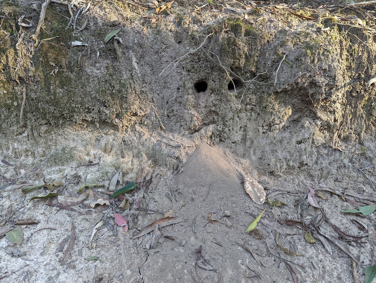 Striated Pardalote - ML620355545