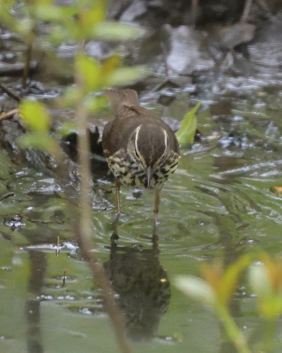 Northern Waterthrush - ML620355549