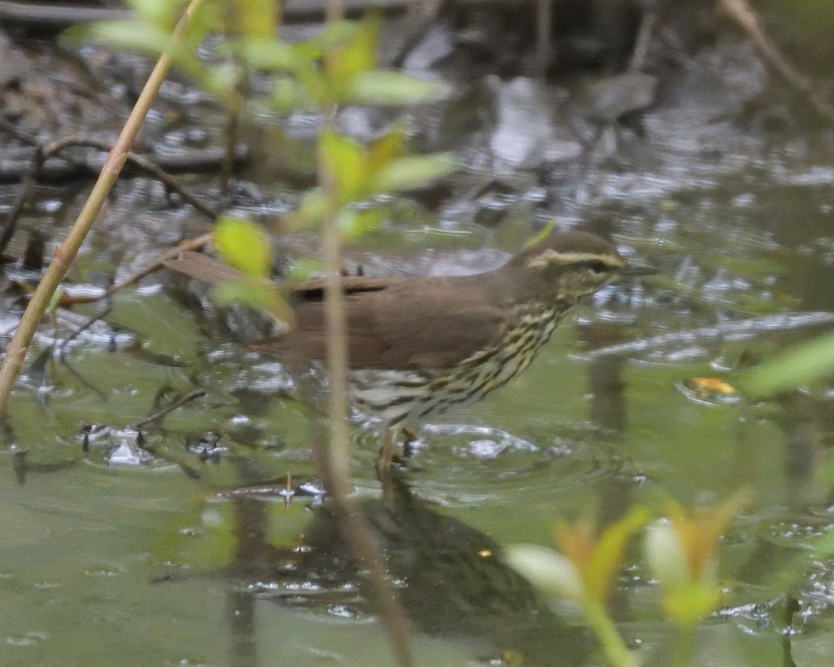 Northern Waterthrush - ML620355550