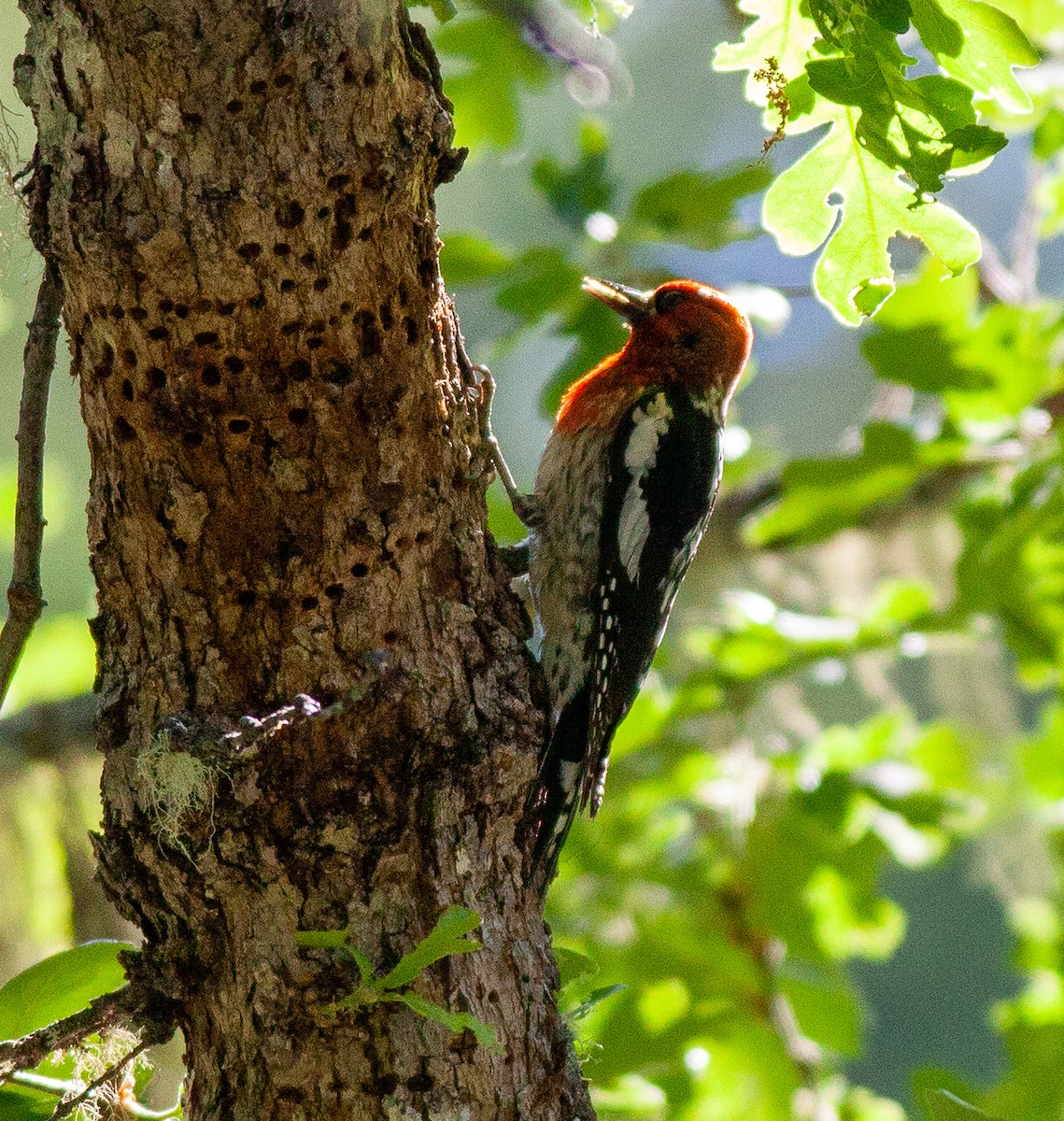 Red-breasted Sapsucker - ML620355556