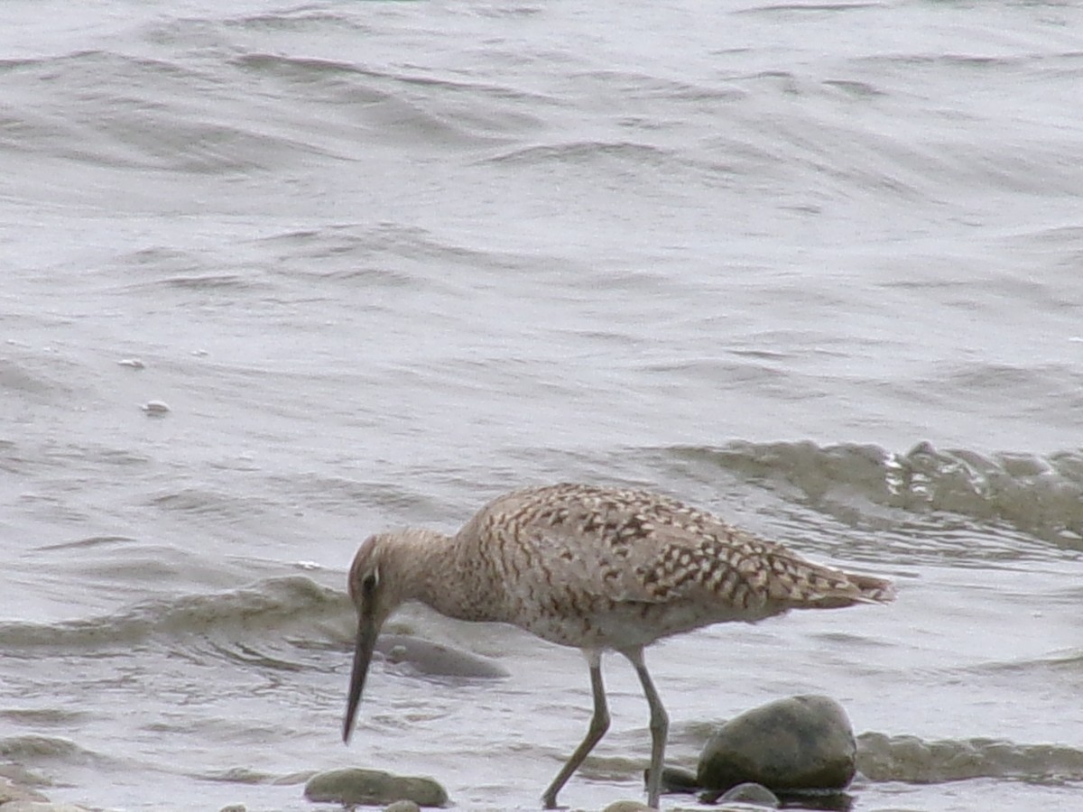 Willet - ML620355557