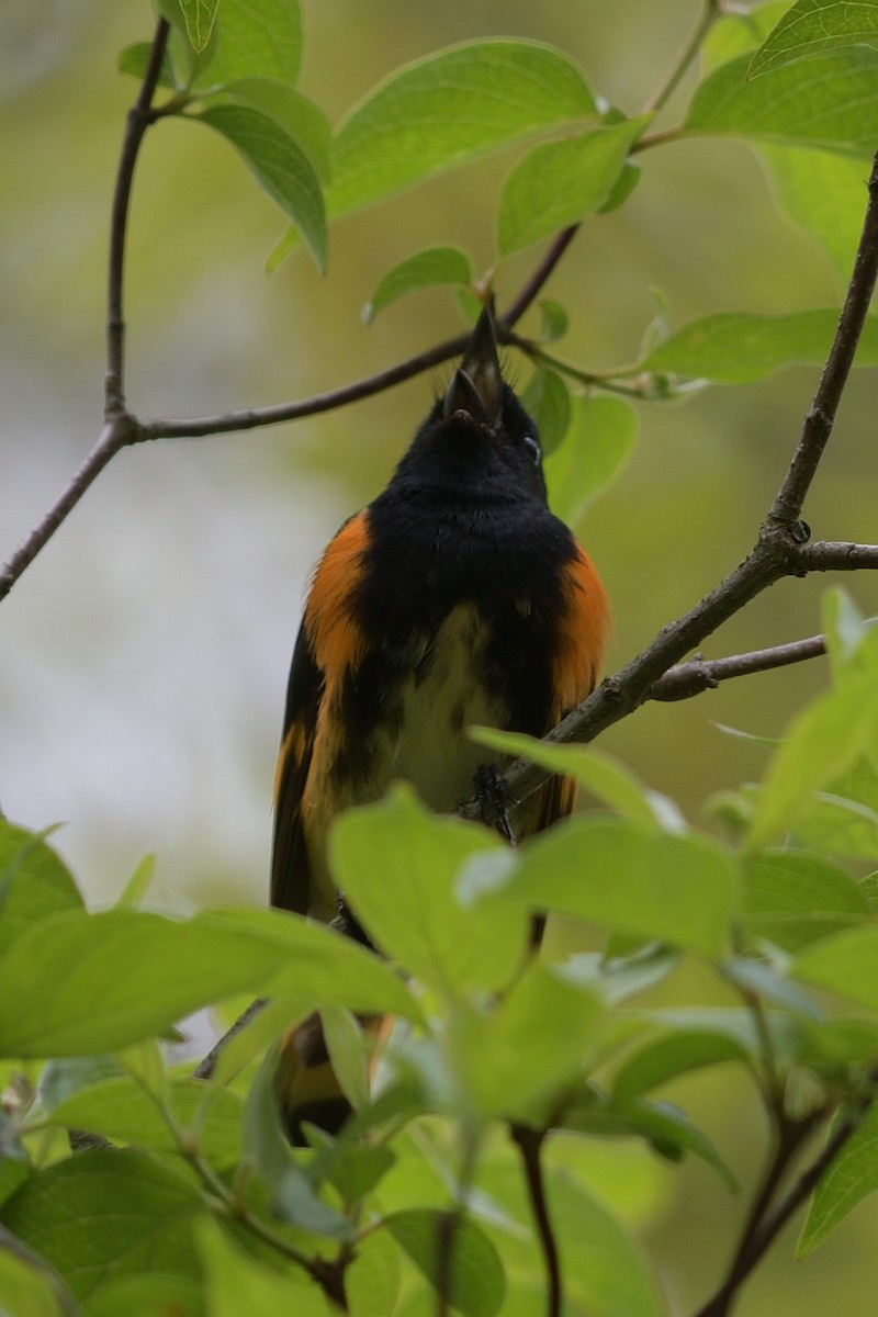 American Redstart - ML620355562