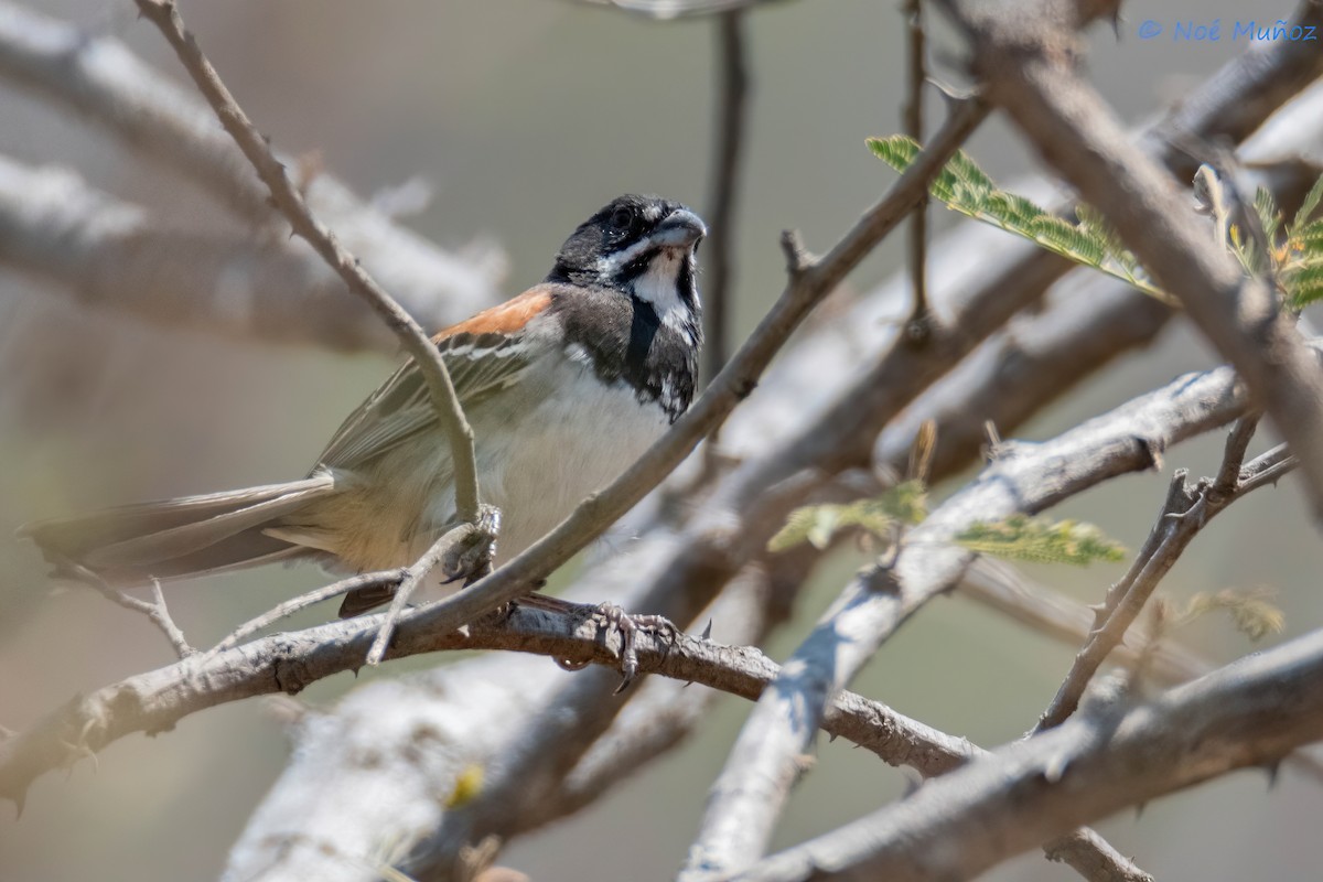 Black-chested Sparrow - ML620355574