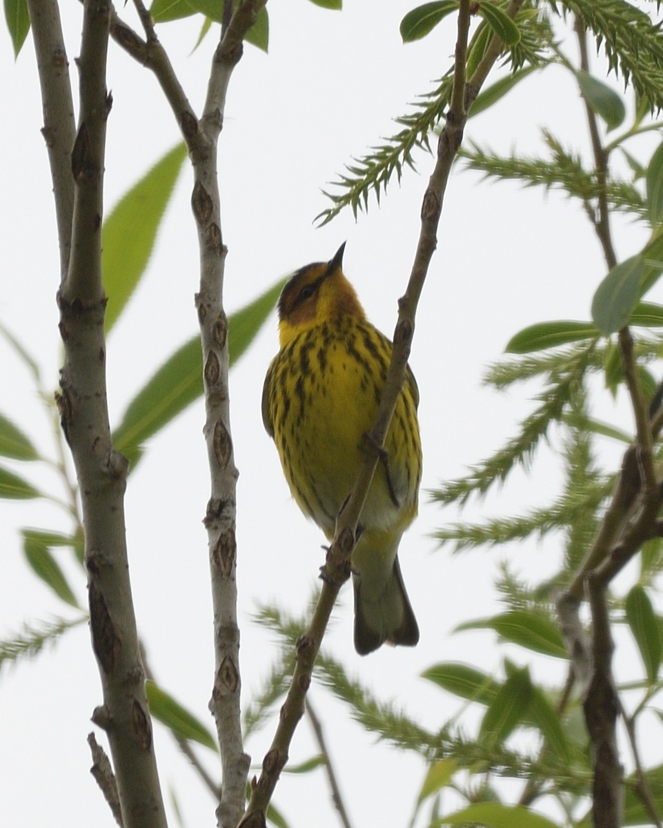 Cape May Warbler - ML620355591