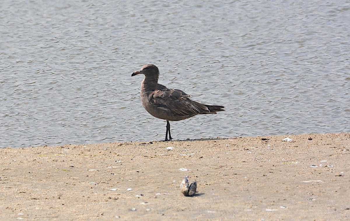 Heermann's Gull - ML620355600