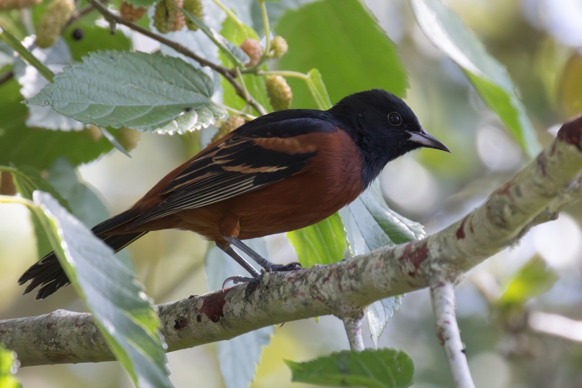 Orchard Oriole - ML620355608