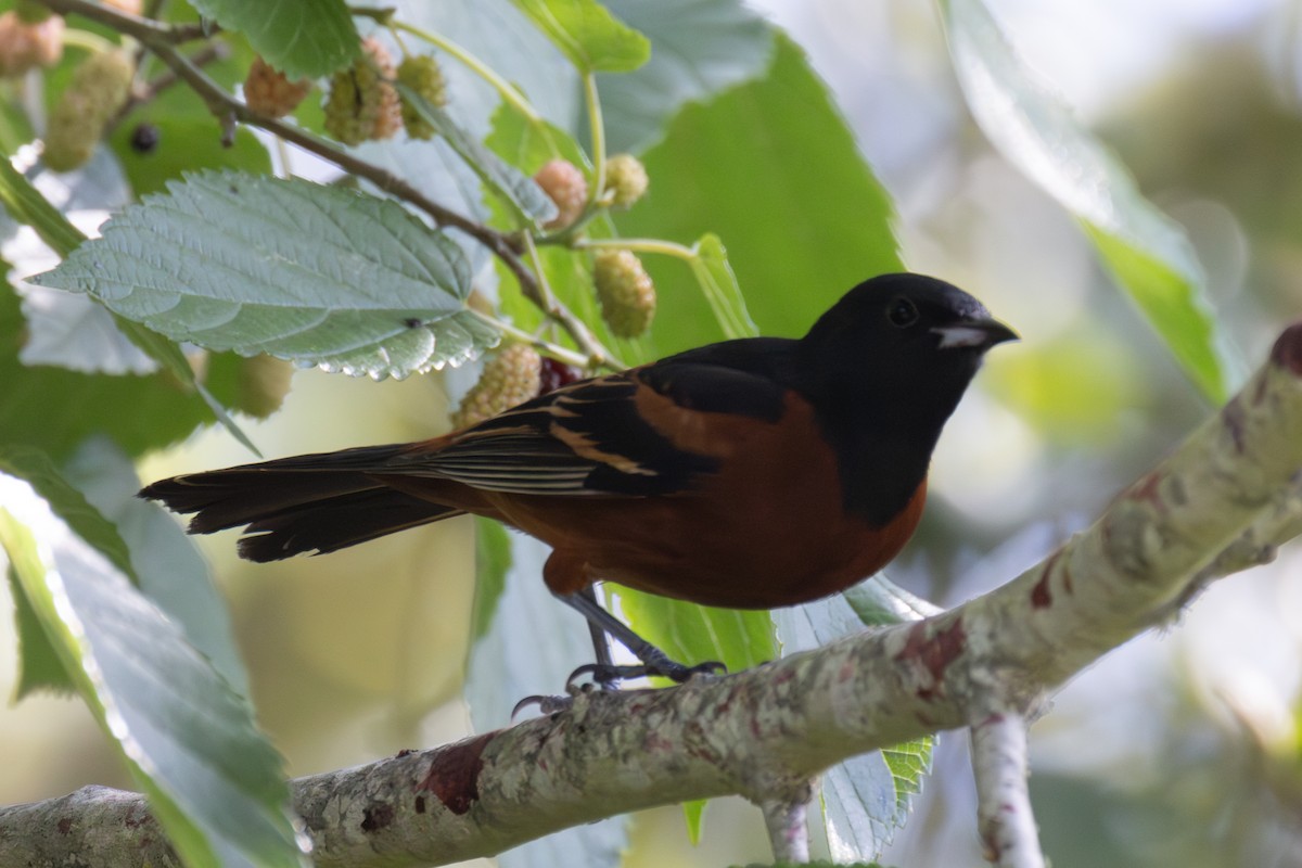 Orchard Oriole - ML620355613