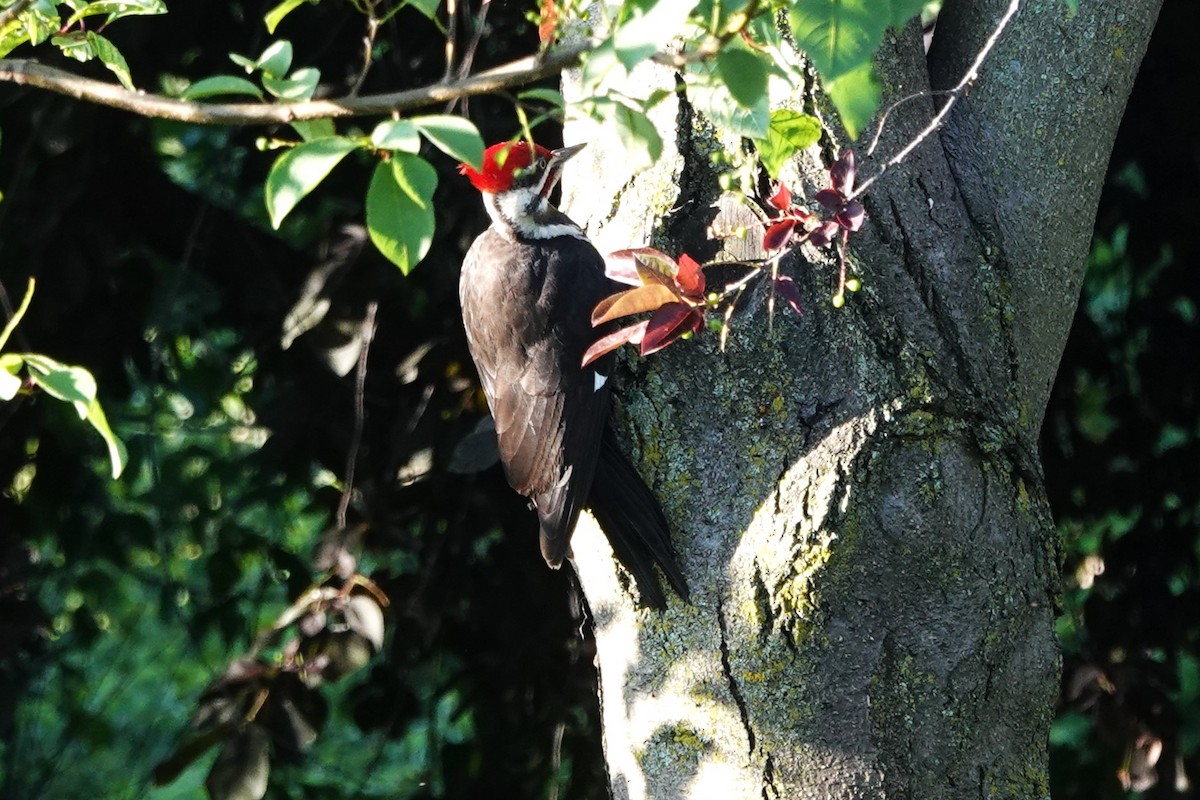 Pileated Woodpecker - ML620355616