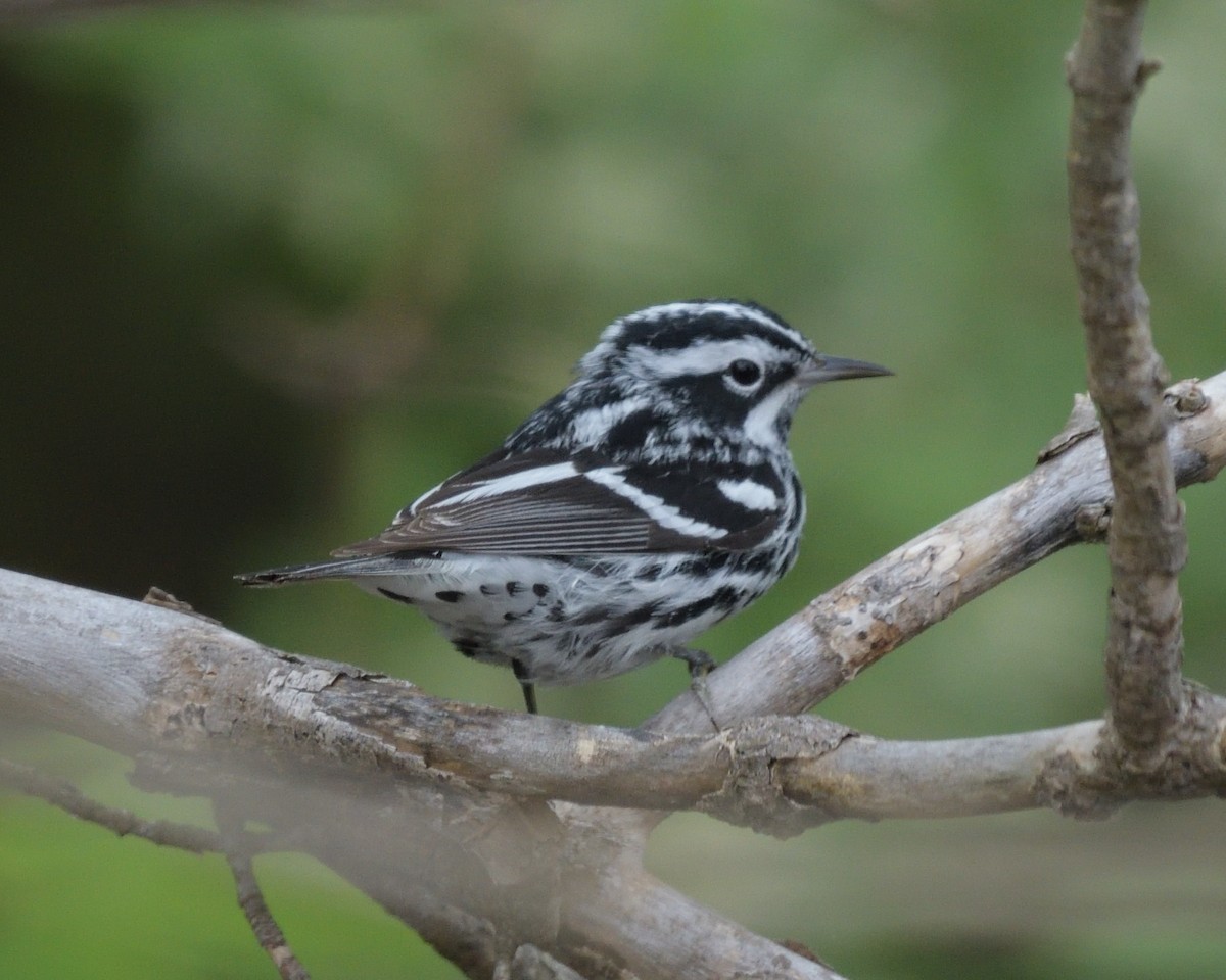 Black-and-white Warbler - ML620355617