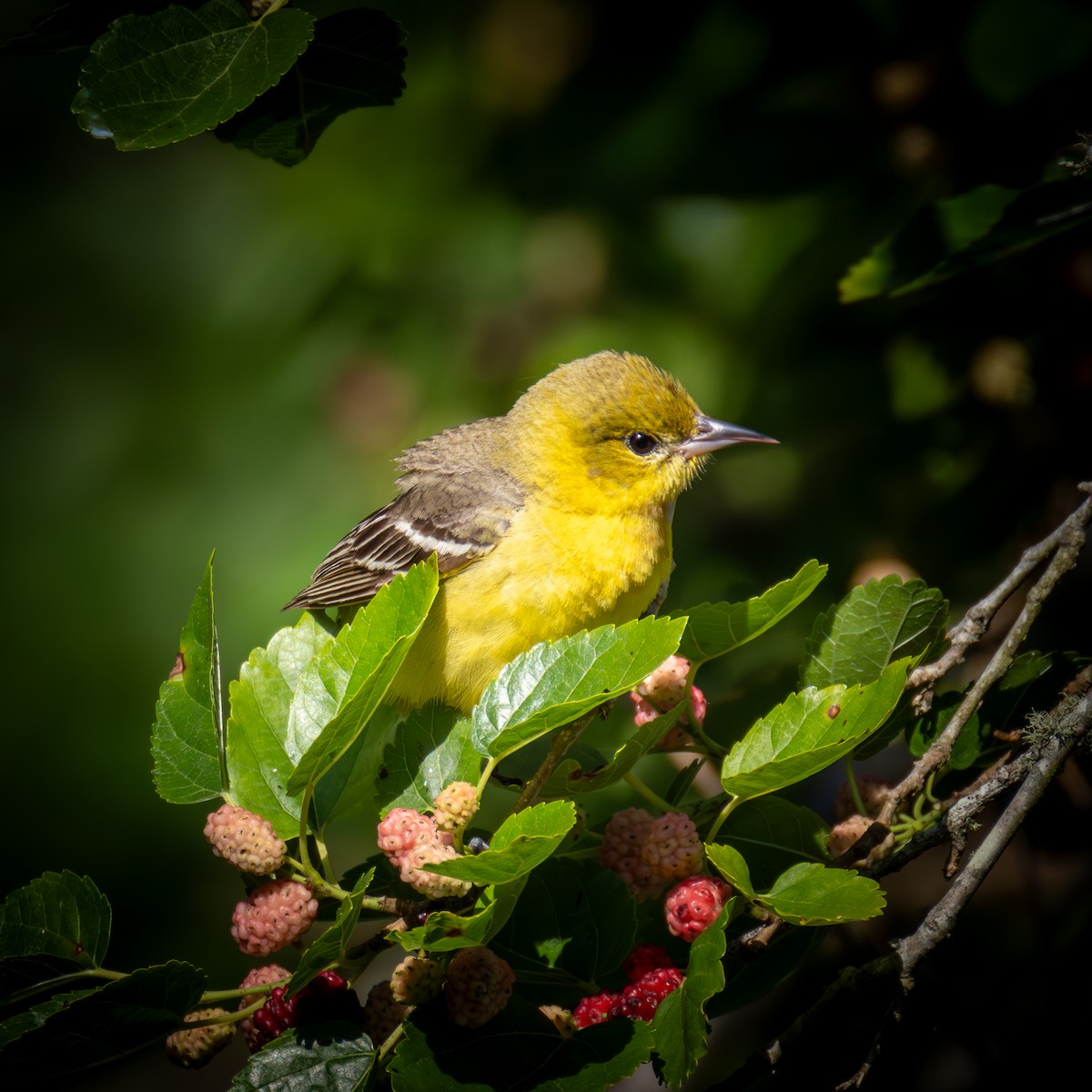 Orchard Oriole - ML620355631