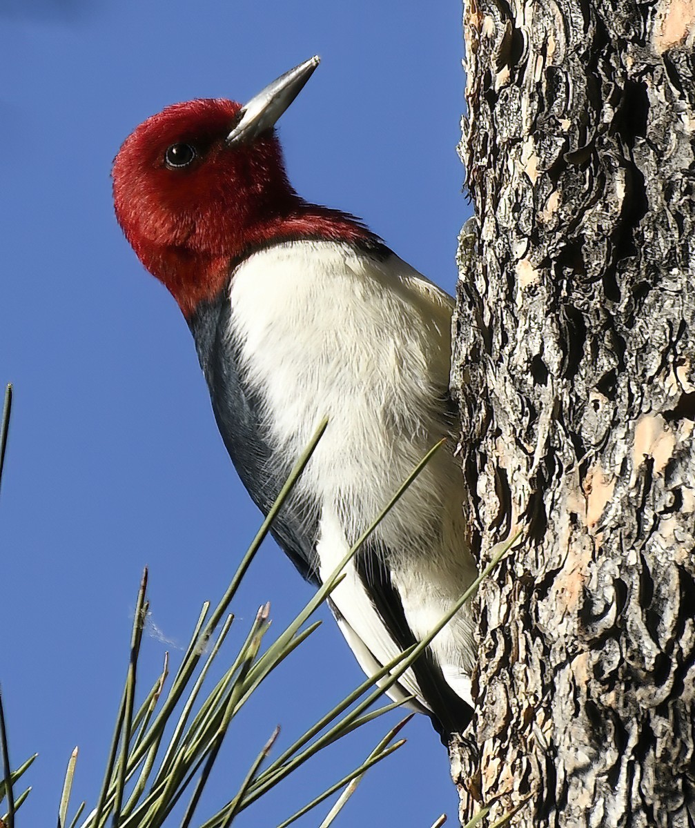 Red-headed Woodpecker - ML620355633