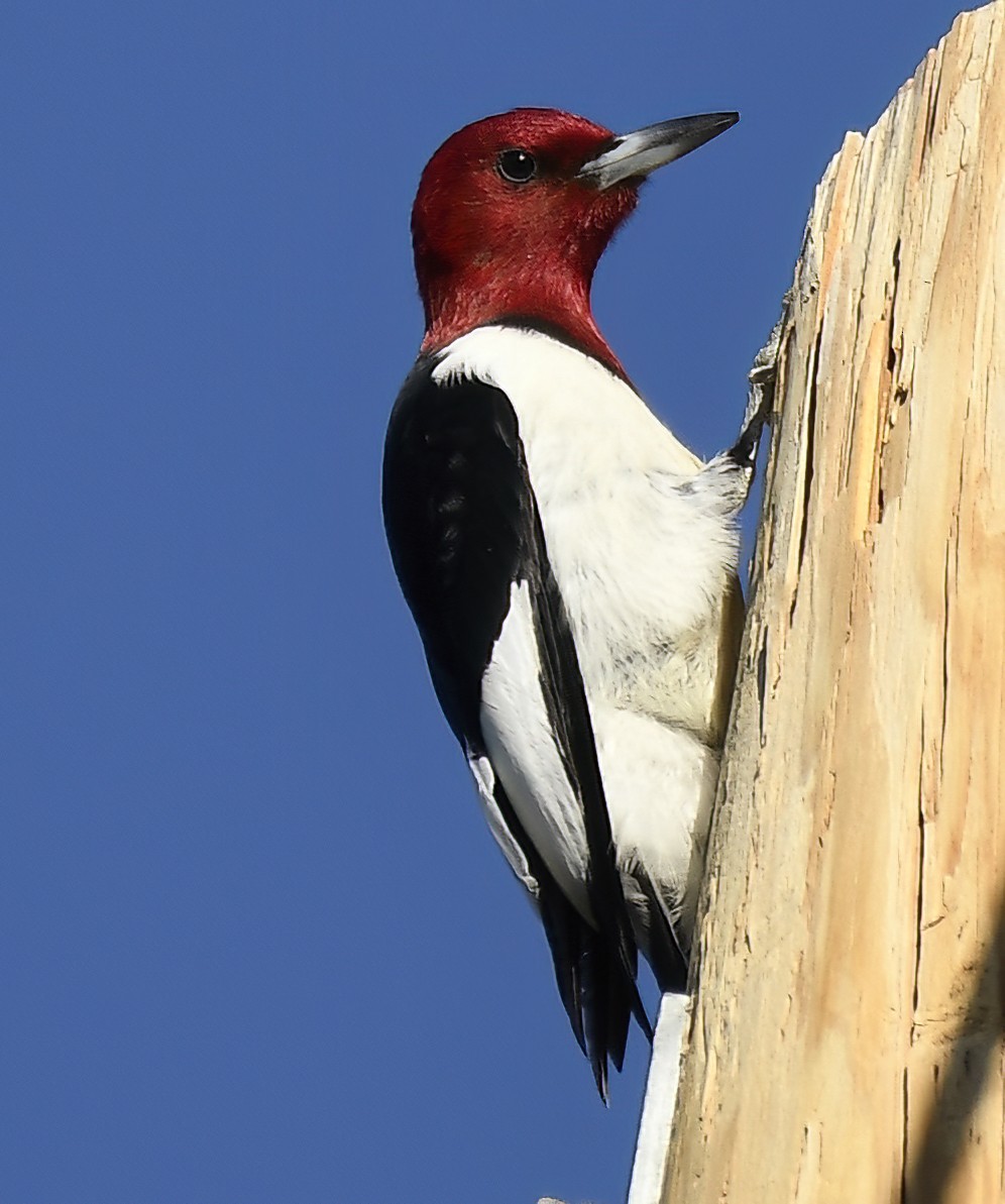 Red-headed Woodpecker - ML620355637