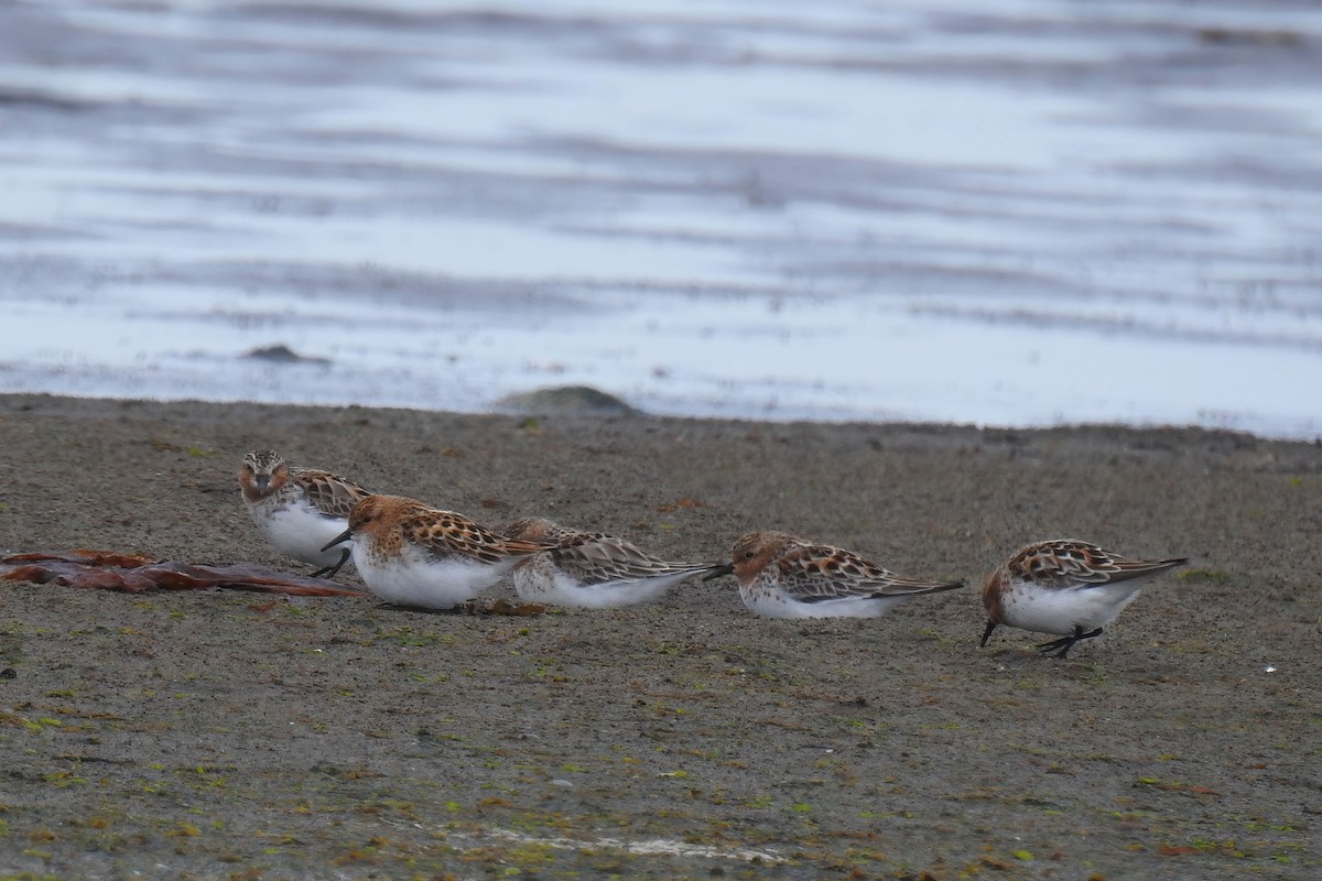 Little Stint - ML620355643