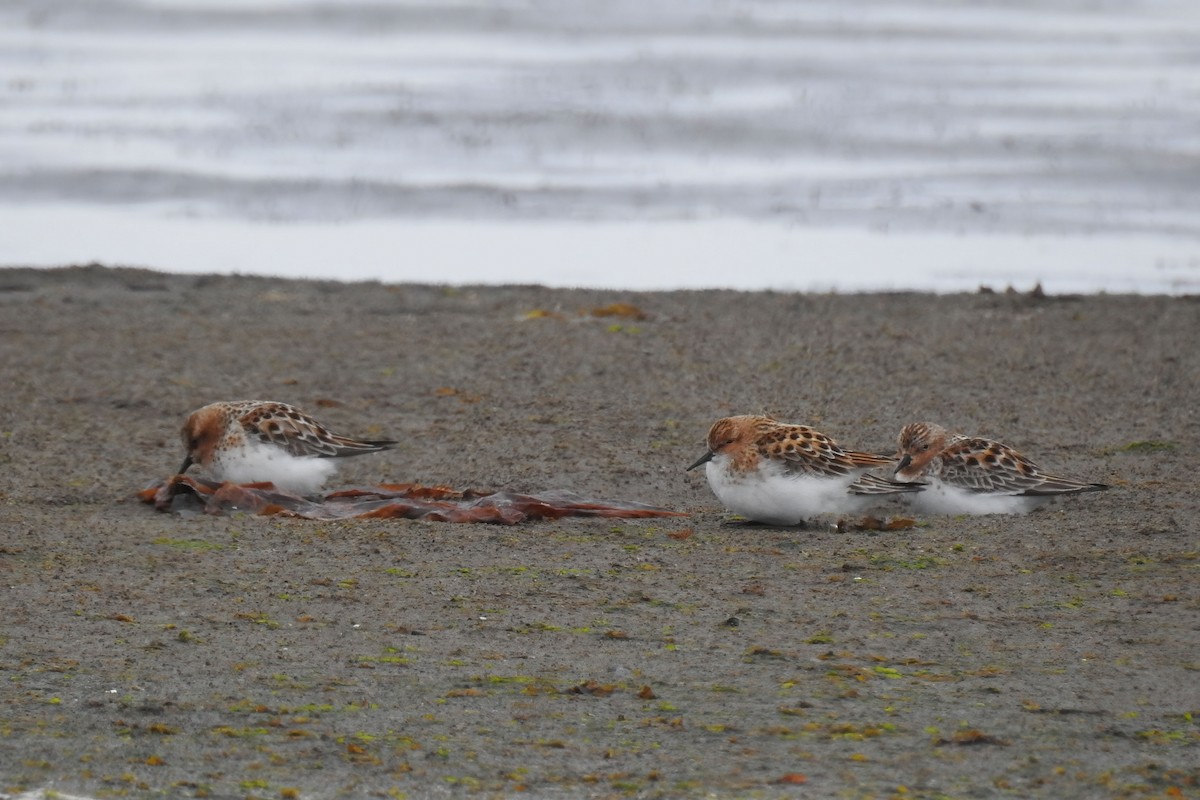 Little Stint - ML620355644