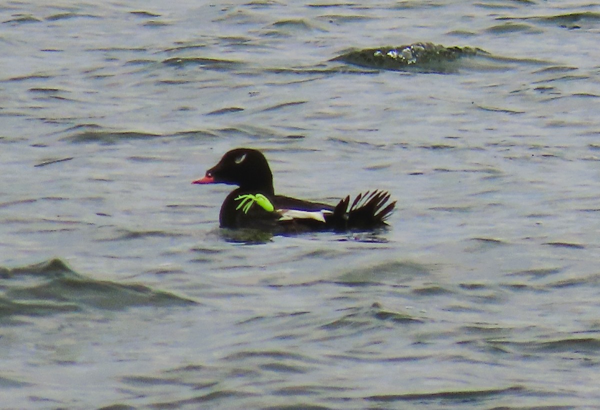 White-winged Scoter - ML620355645