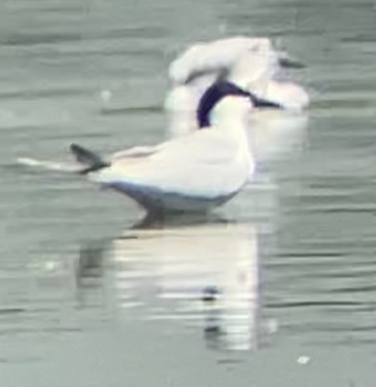 Gull-billed Tern - ML620355649