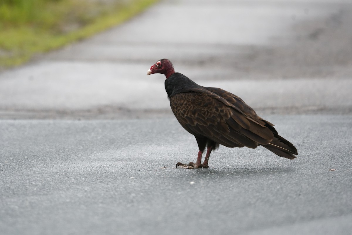 Turkey Vulture - ML620355658