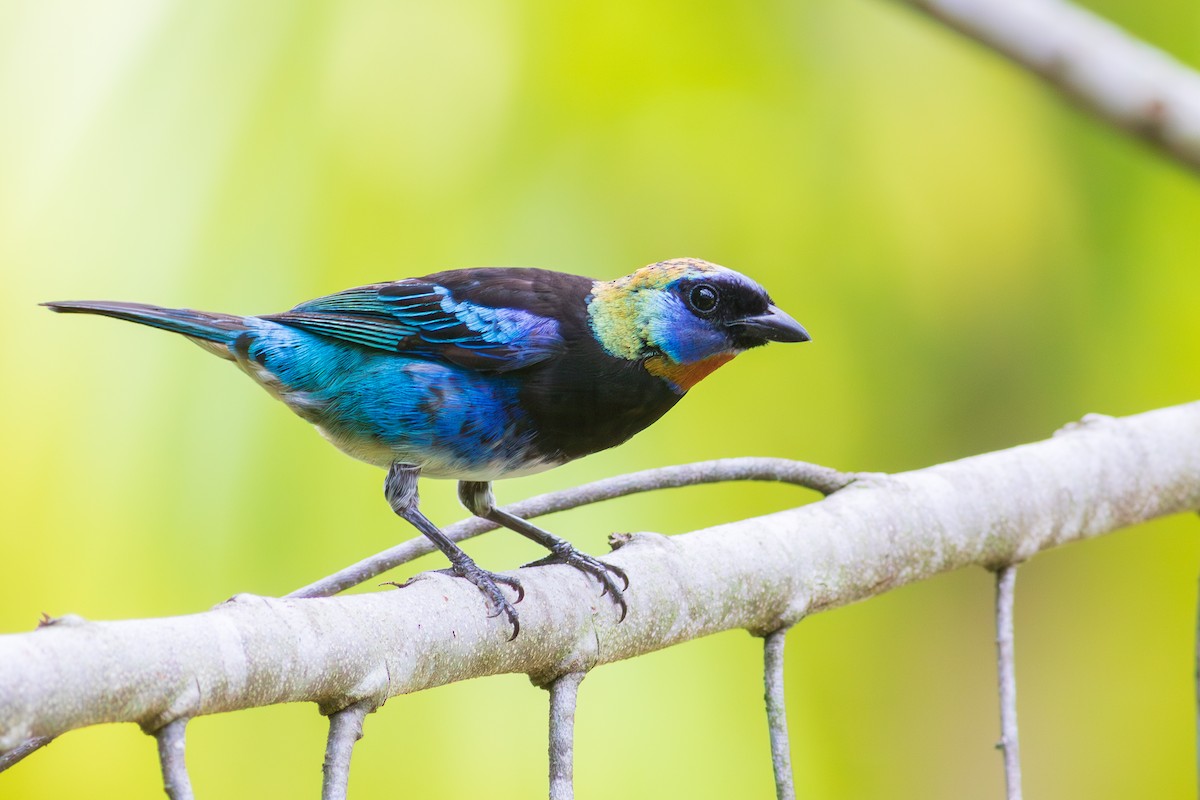 Golden-hooded Tanager - ML620355670