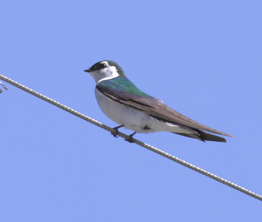 Violet-green Swallow - ML620355673