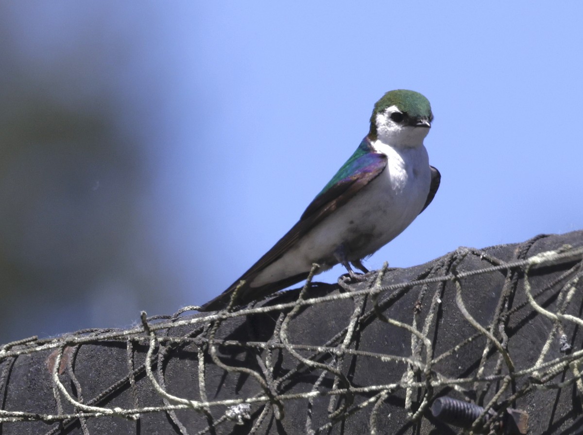 Violet-green Swallow - ML620355674