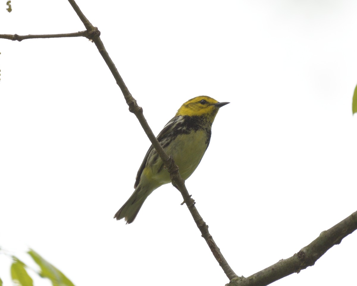 Black-throated Green Warbler - ML620355690