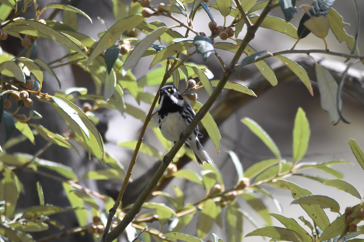Black-throated Gray Warbler - ML620355716