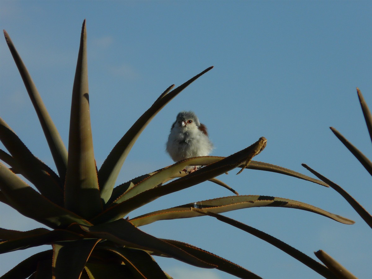 Pygmy Falcon - ML620355721