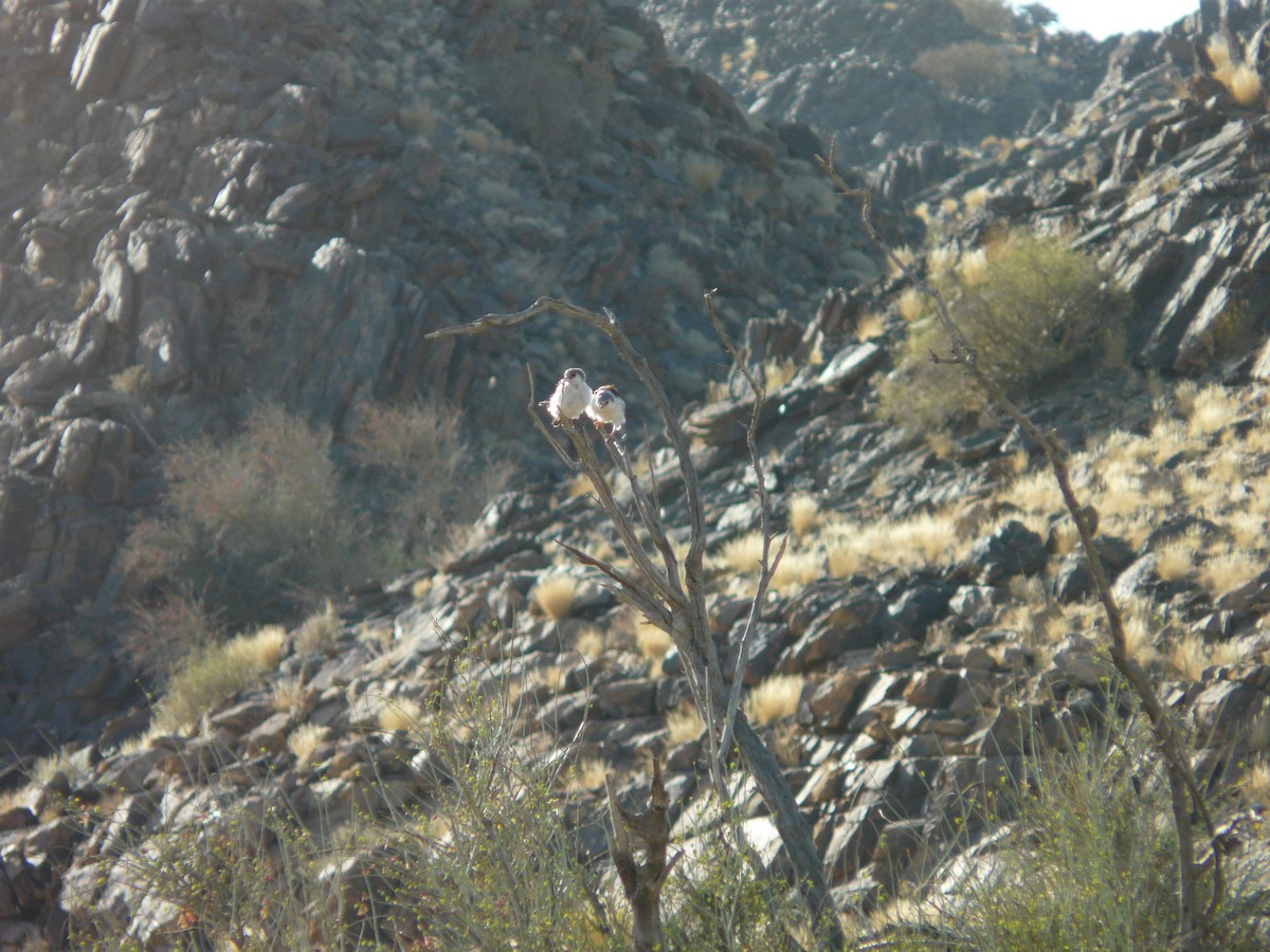 Pygmy Falcon - ML620355722