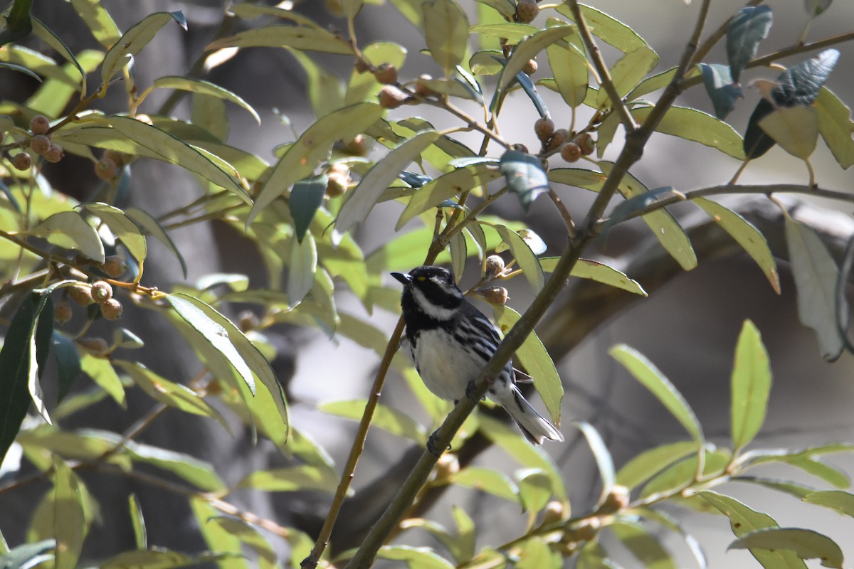 Black-throated Gray Warbler - ML620355728