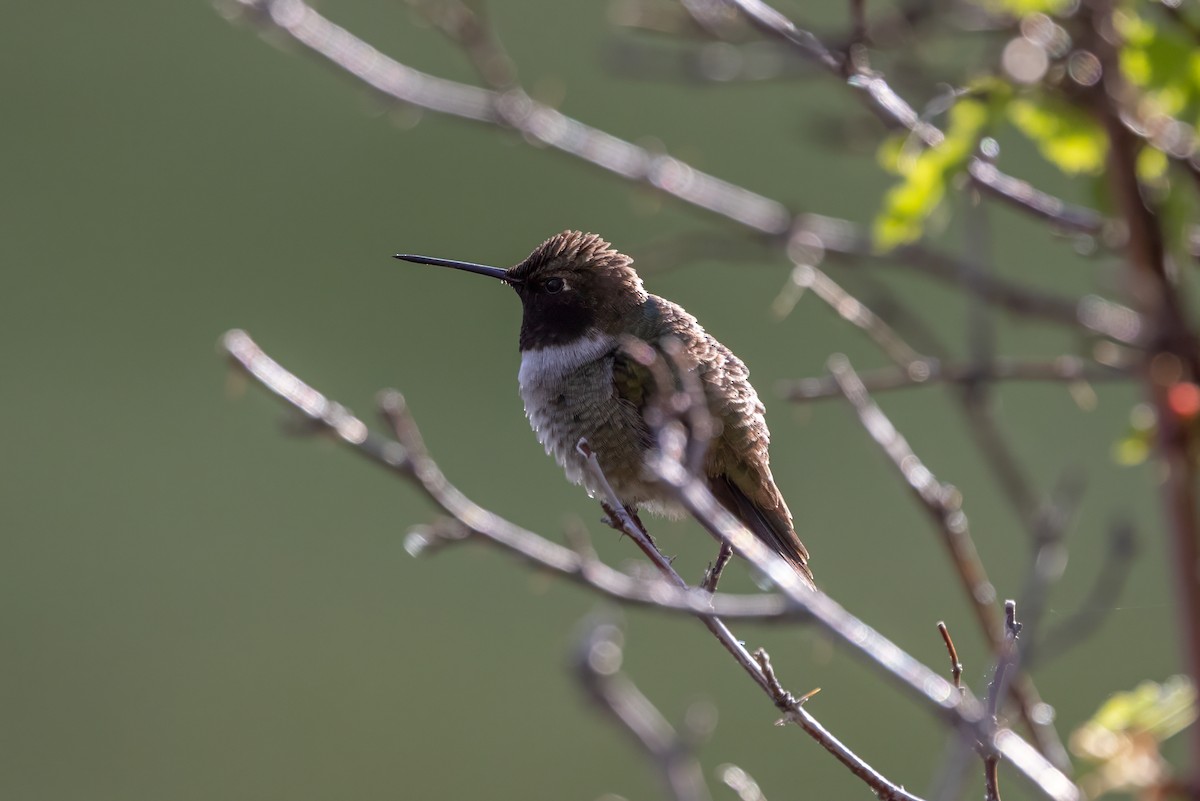 Black-chinned Hummingbird - ML620355729