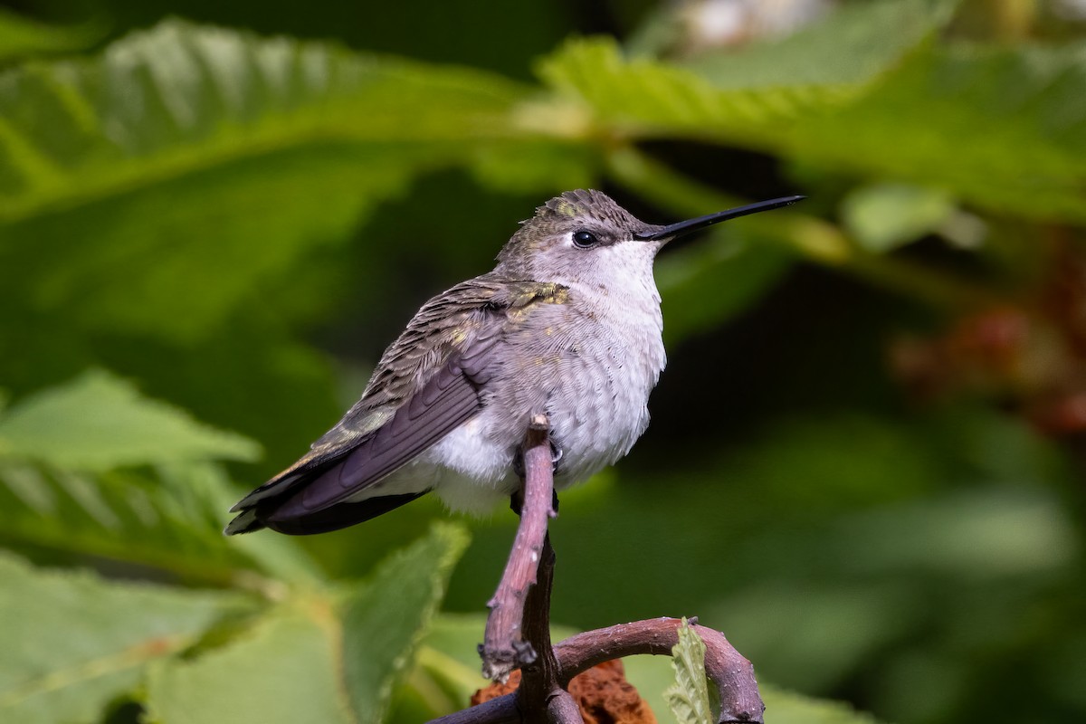Black-chinned Hummingbird - ML620355730