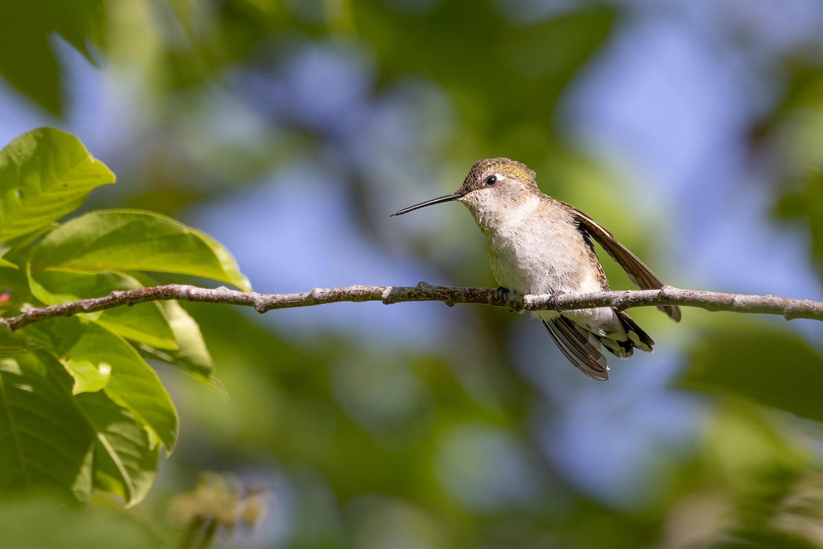 Black-chinned Hummingbird - ML620355731
